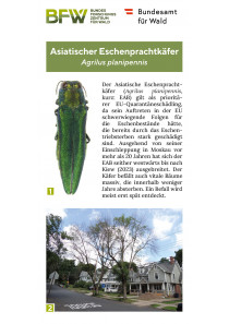 Merkblätter - Waldschutz 2024/1