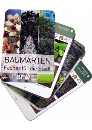 Baumarten: Fächer für die Stadt
