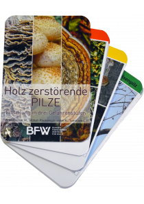 Baumpilzfächer 2