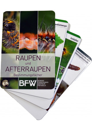 Raupen und Afterraupen
