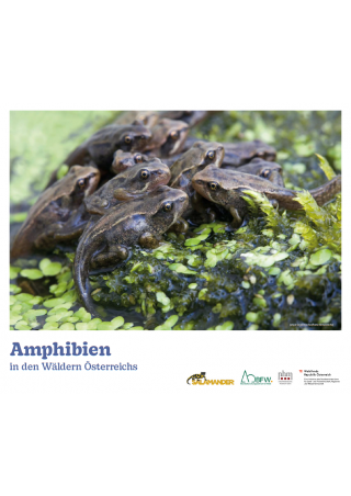 Amphibien in den Wäldern Österreichs