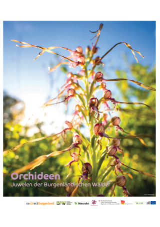 Orchideen – Juwelen der Burgenländischen Wälder