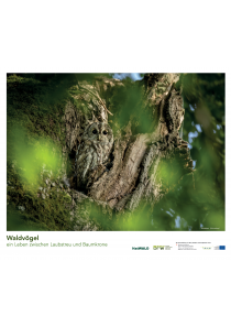 Waldvögel - ein Leben zwischen Laubstreu und Baumkrone