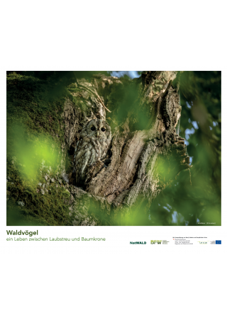 Waldvögel - ein Leben zwischen Laubstreu und Baumkrone