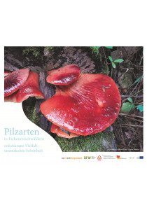 Pilzarten in Eichenmischwäldern: Unbekannte Vielfalt -...