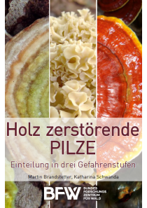 Baumpilzfächer