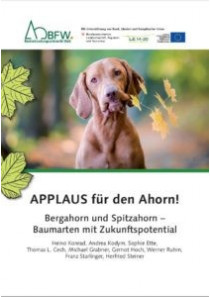 APPLAUS für den Ahorn! Bergahorn und Spitzahorn